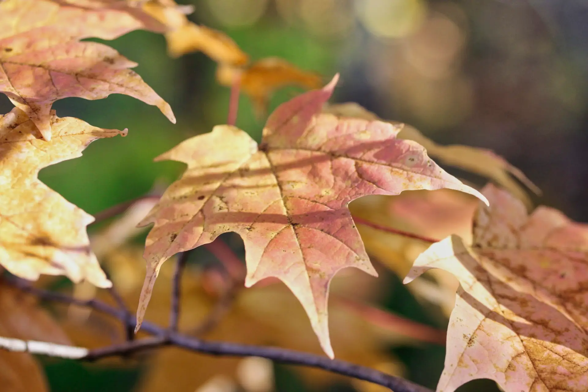 What A Beautiful Indian Summer In Canada