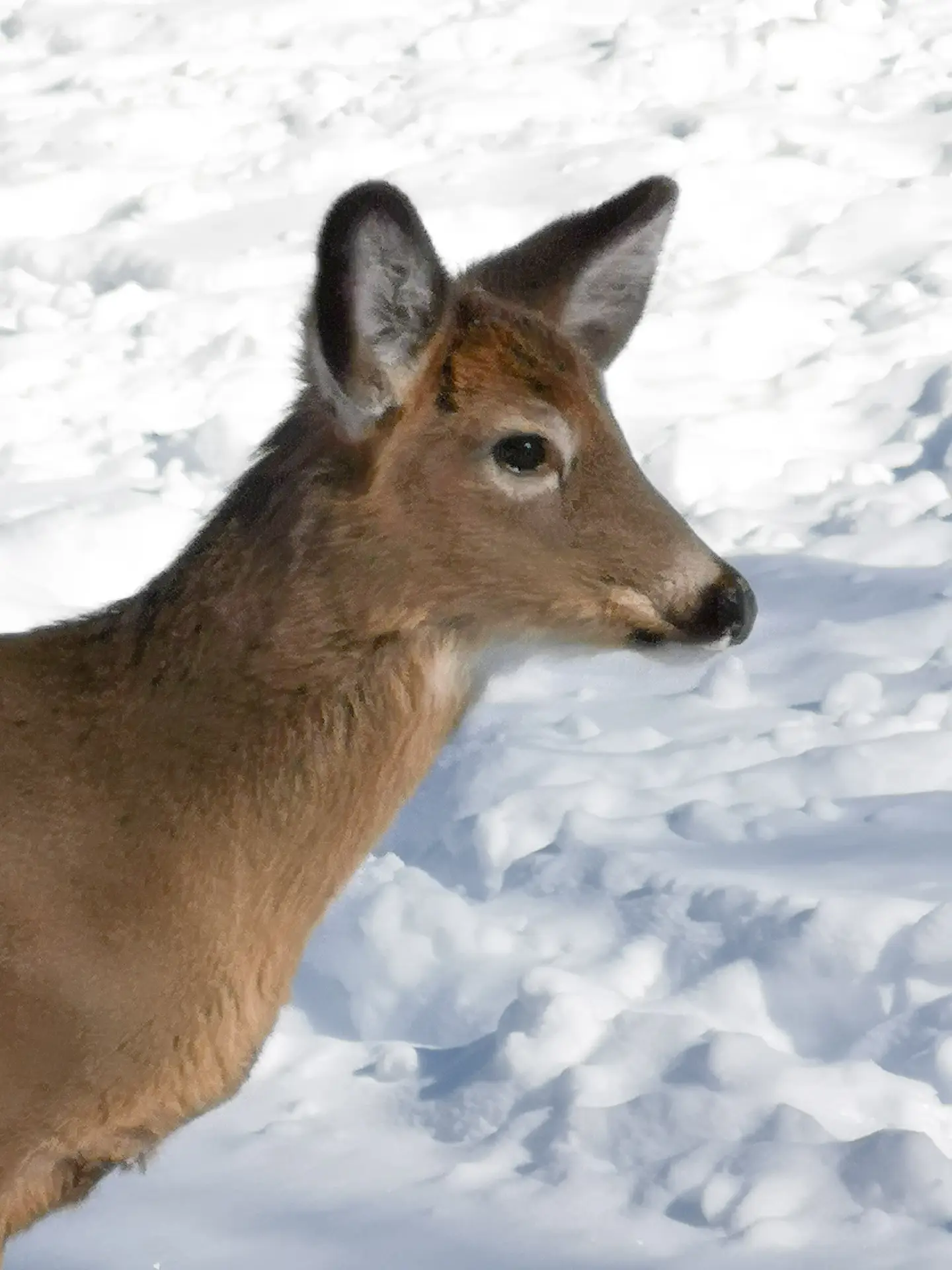 The Michel-Chartrand Park