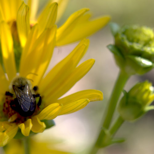 Sunflower with a bee