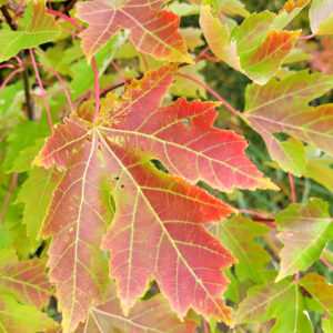 red leave