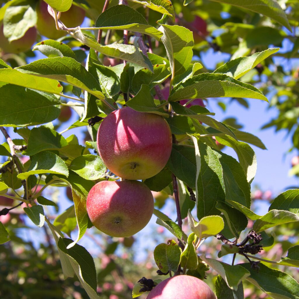 apples in a orchard