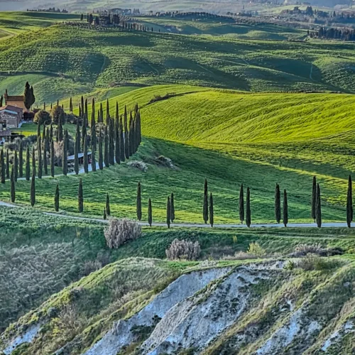Cypress trees in Italy