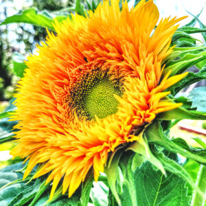 Teddy Bea sunflower
