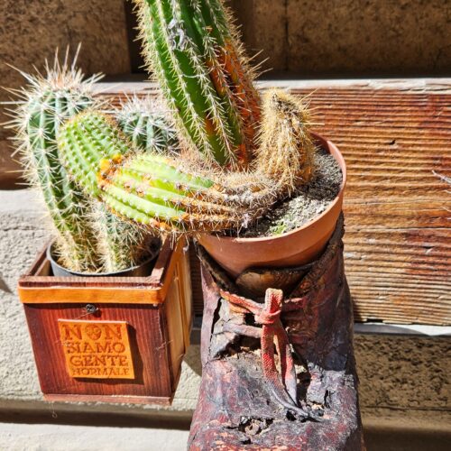 Plant in a old shoe