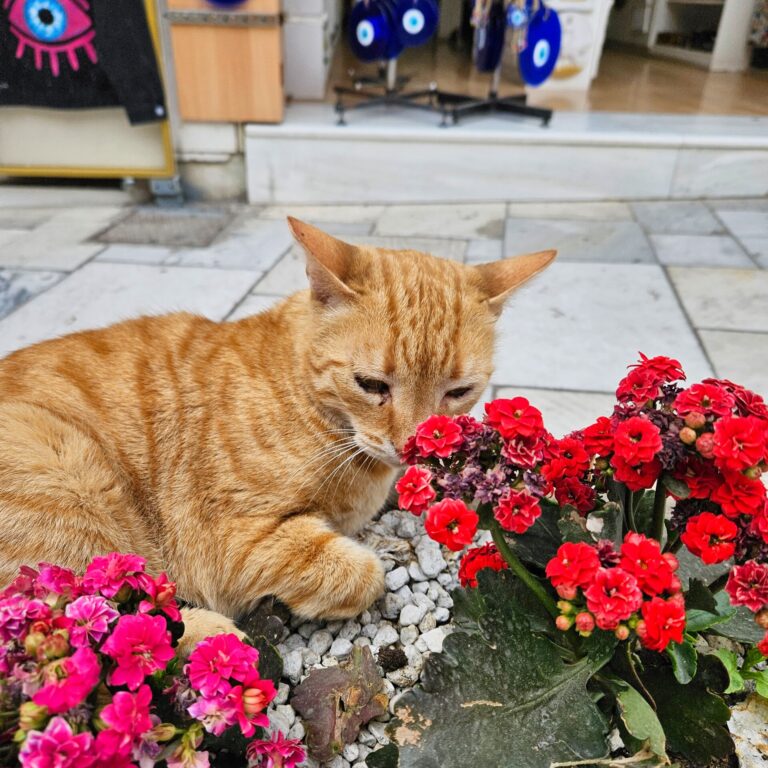 cat with nosee in the flowers