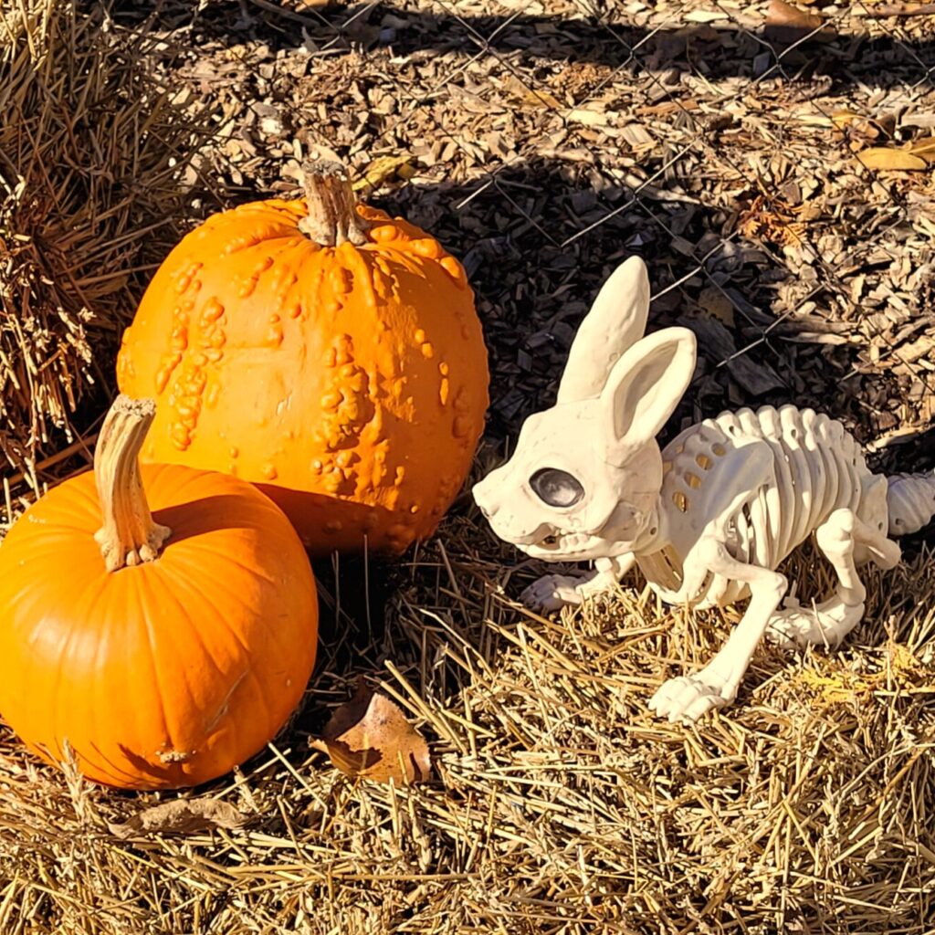 halloween pumkins and rabbit