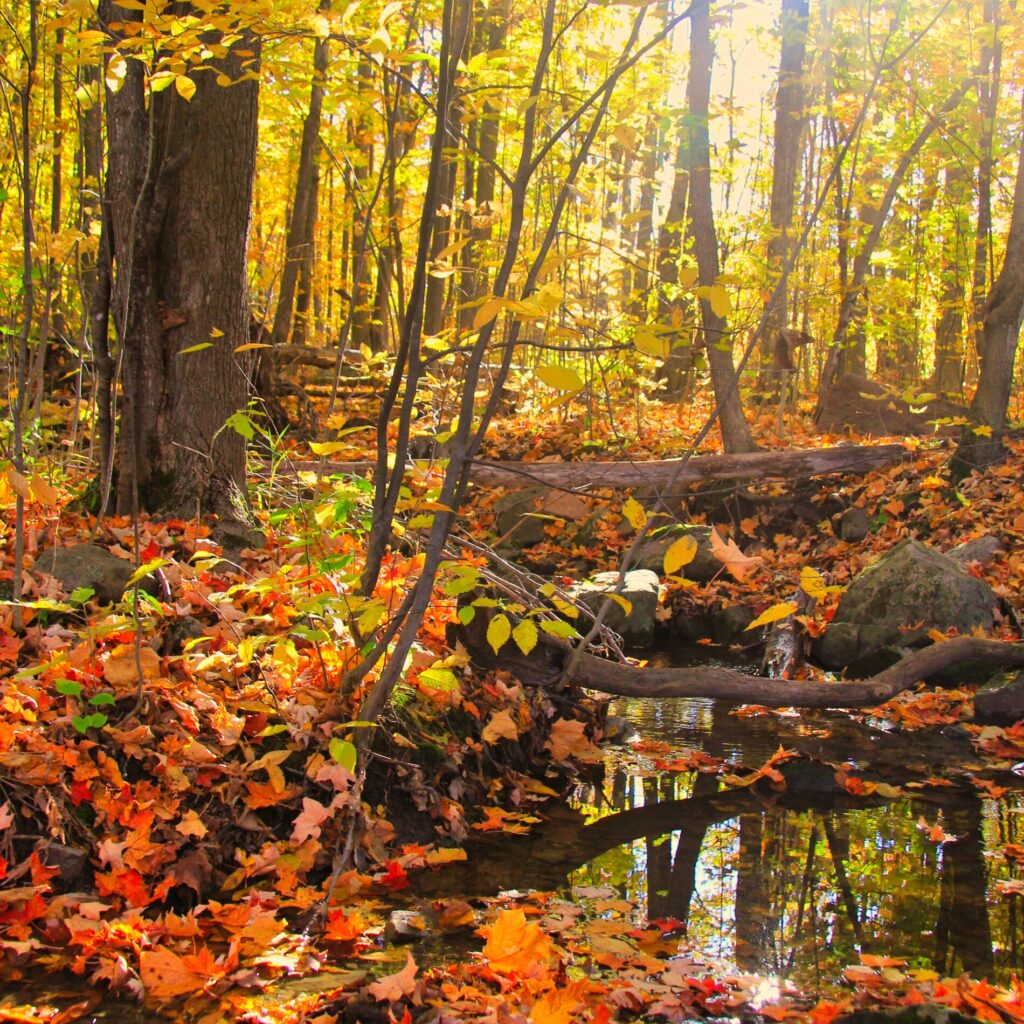 Where to see fall colors in Montreal