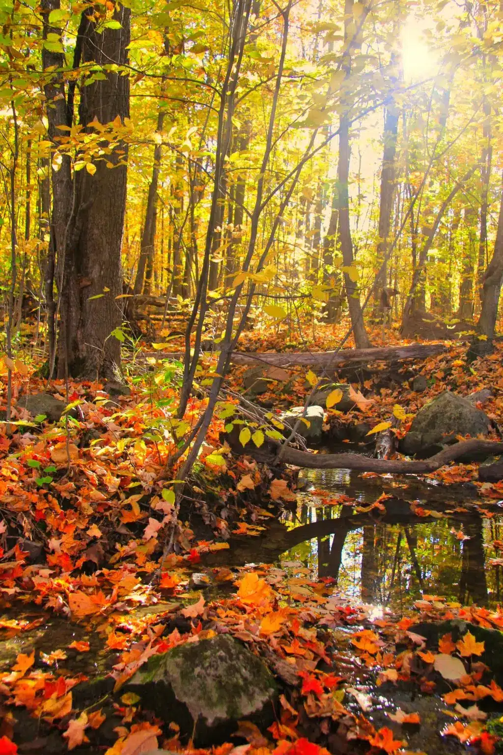 Where to see fall colors in Montreal