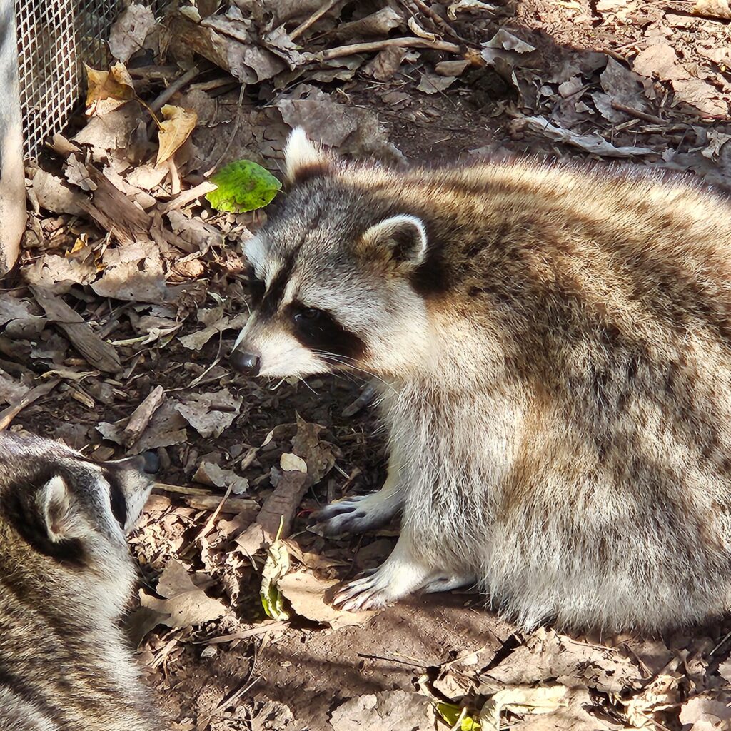 two raccons