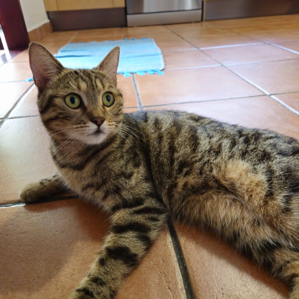 cat