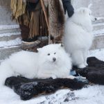 2 white dogs in Quebec City